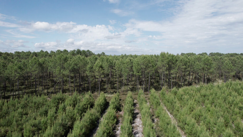 Opération de reforestation à Landiras